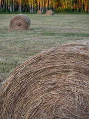 Hay Bales in Field