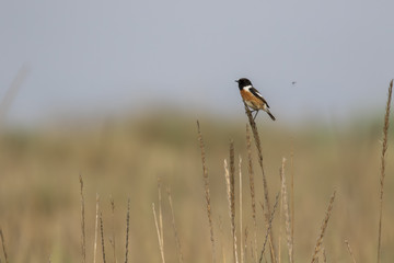 Stonechat bird, Saxicola rubicola perched on grass besides the coast looking for insects during a hot day in June.