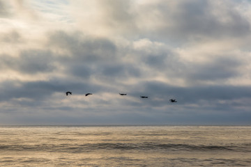 Fototapeta na wymiar Group of silhouette geese flying over Pacific ocean in a line