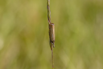 garden grass veneer moth, Chrysoteuchia culmella, resting on a blade of grass as it sways in the light wind on a sunny day, scotland.