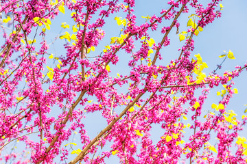 Pink flowers on cercis chinensis or chinese eastern redbud tree against blue sky