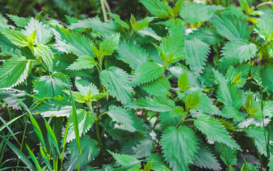 A bouquet of green nettle in summer