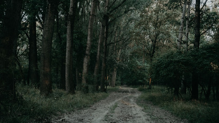 empty road in the forest