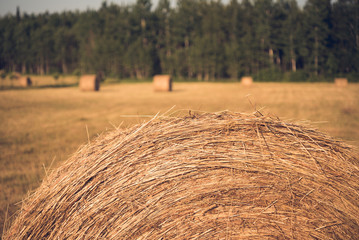 Forest Edge Hayfield