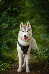 Obraz premium portrait of siberian husky
