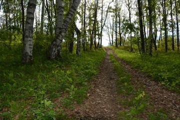 Obraz premium road through the forest