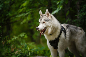 Fototapeta premium portrait of siberian husky