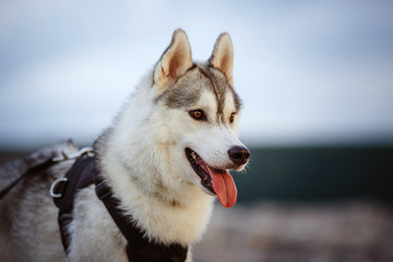 portrait of siberian husky
