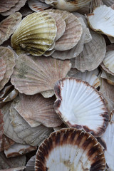 Box of Sea Shells fresh from the sea, ocean 