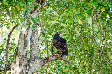 One red vulture in Virginia perched on a tree branch