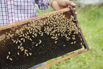 honey bee in Nepal