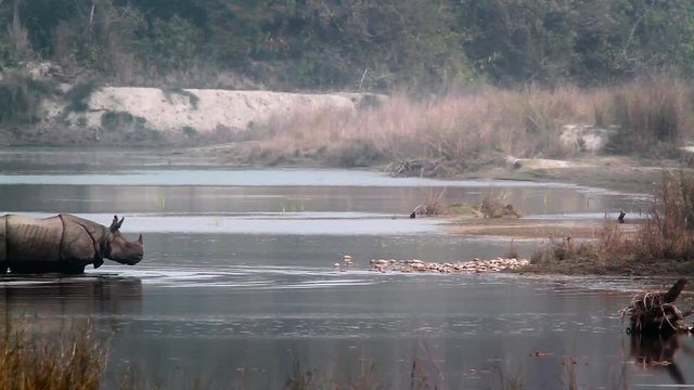 Greater One-horned Rhinoceros in Bardia national park, Nepal - specie Rhinoceros unicornis family of Rhinocerotidae