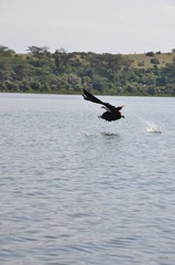 Eagle catch fish