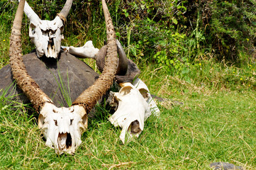 Wildlife in Kenya