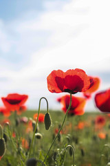 one red poppy on another poppies on bokeh background