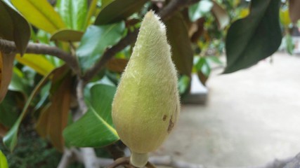 Magnolia tree flower