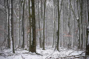 Winter beech forest