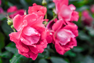 Macro closeup of red and pink blooming roses with water drops showing detail and texture