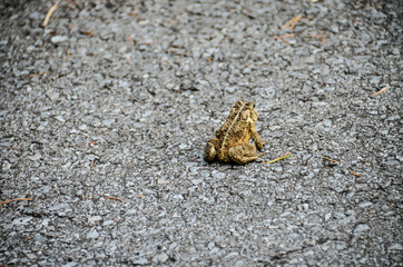 Back of toad on pavement closeup