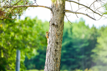 Fototapeta premium Small chipmunk on tree trunk during sunset isolated with bokeh background