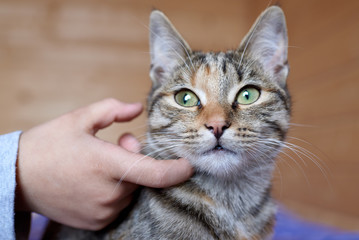 Cute cat being stroked by a hand.