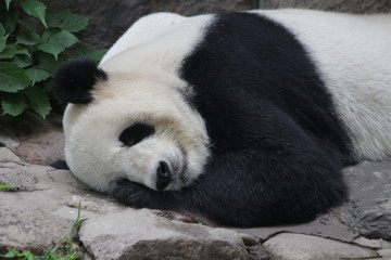 Fototapeta premium Sleeping Panda in Beijing, China