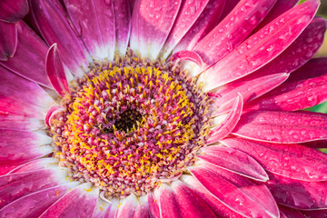Macro closeup of pink gerbera flower in sunlight with dew water drops, detail and texture