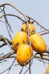 caco fruits on tree