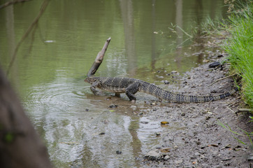 small alligator walking in the water
