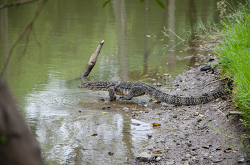 small alligator walking in the water