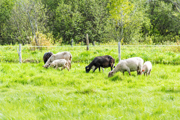 Naklejka na ściany i meble White lamb grazing on green pasture field with black sheep mother in Ile D'Orleans, Quebec, Canada, with herd