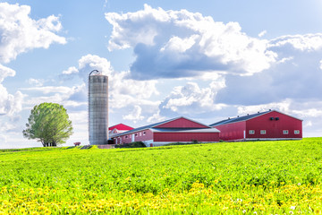 Landscape view of farm in Ile D'Orleans, Quebec, Canada with red harvest or crop storage silo building, green field of grass, dandelion flowers and cloudy, cloud sky © Andriy Blokhin