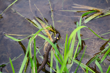 Grass snake, natrix natrix swim on water