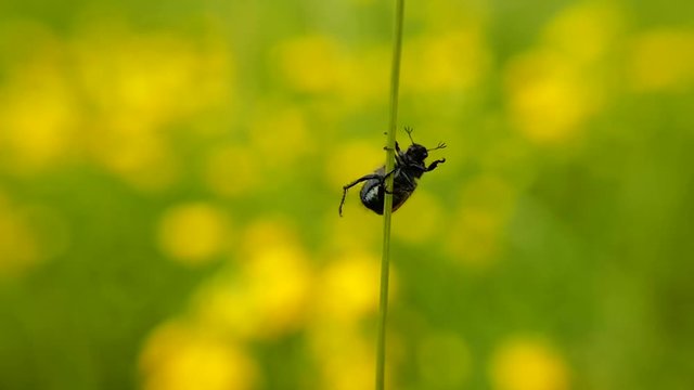insecte acrobate sur la tige d'une fleur