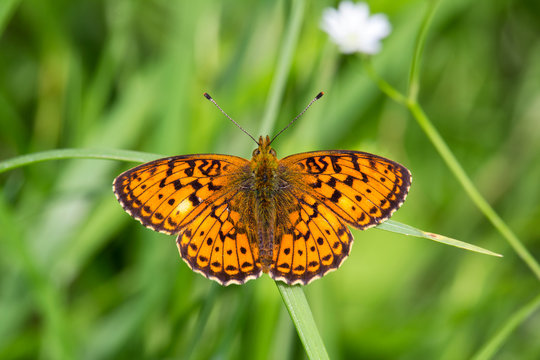 Amazing orange butterfly on grass with blured background