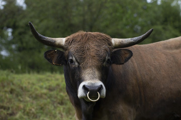 Portrait of a bull - 207539826