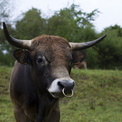 Portrait of a bull