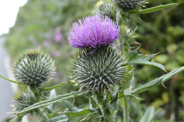 A close up of a thistle, scotish national flower