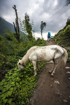 Weißes Pferd in den grünen Bergen