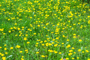 Naturalne tła dla dalszych prac graficznych. © Senatorek