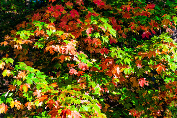 Multicolored orange and green maple leaves on tree in autumn fall closeup during bright sunny day in forest
