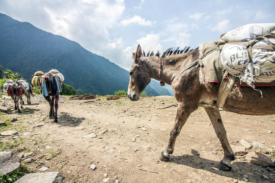 Esel-Karawane nahe dem Himalaya