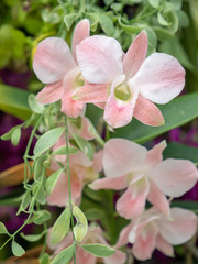 beautiful orchid flower, bouquet of orchid flower