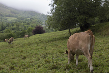 Cows in a village