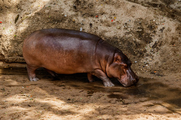 Indoor hippopotamus  in nature .