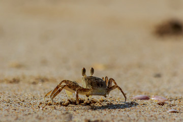 Sea crab runs along the sandy beach in thailand.