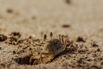 Sea crab runs along the sandy beach in thailand.