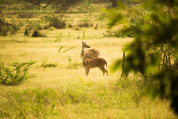 spotted deer 