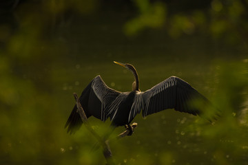 indian darter 
