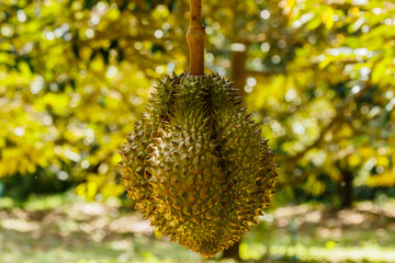 Durian tree in the farm fruit